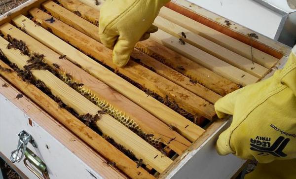 Özenli, Titiz, Temiz Arıcılık Yapıyoruz. Sağlıklı, Hijyenik, Kaliteli Bal, Polen ve Arı Sütü Üretiyoruz