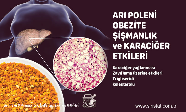 Arı Poleninin Karaciğer Obezite Kolesterol Üzerine Etkileri Faydaları 