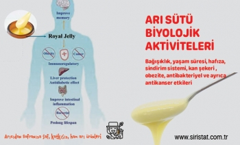 Arı Sütü Biyolojik İşlevleri, Aktivite ve Faydaları
