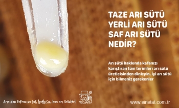 Saf Arı Sütü Yerli Üretici Arıcıdan En Taze Haliyle