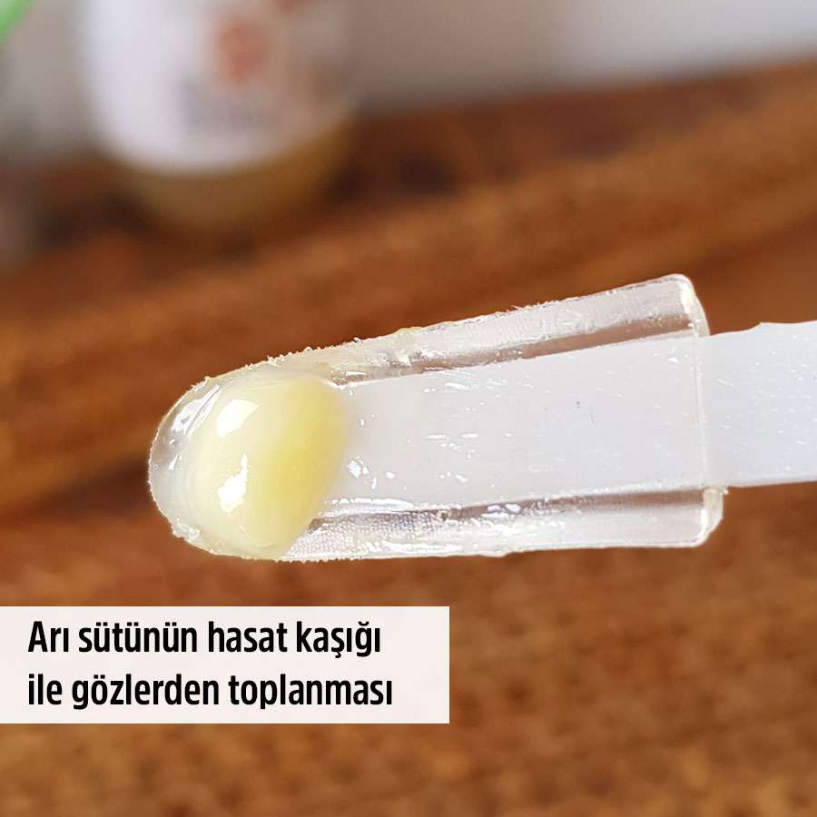 100 gr ari sutu fiyati