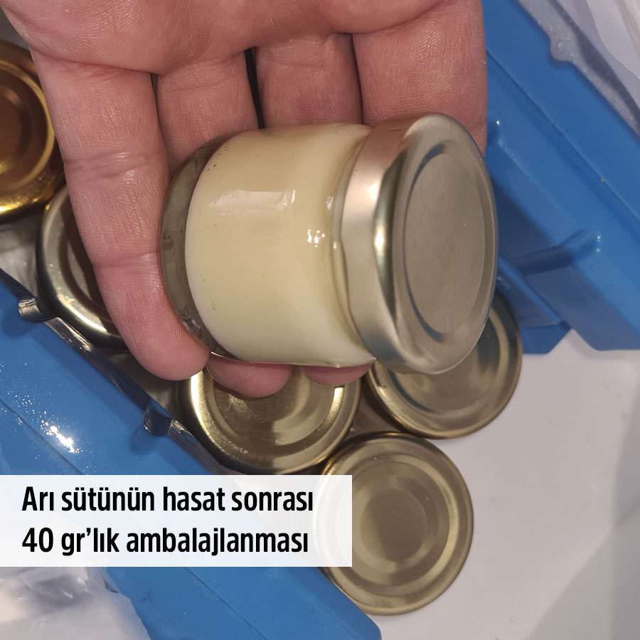 ari sutu saf orjinal organik