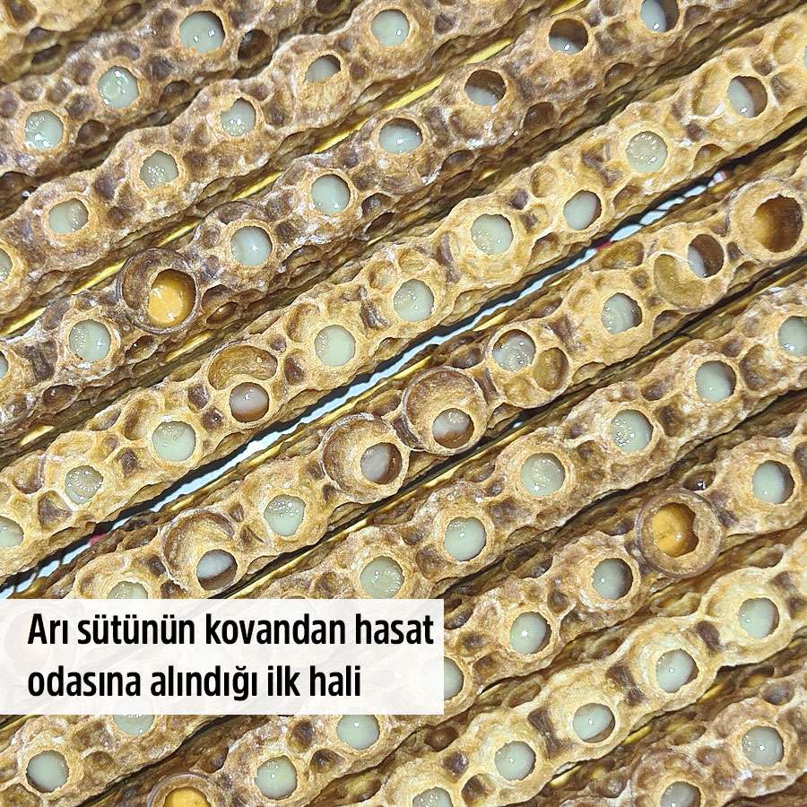 arisutu fiyati satin al