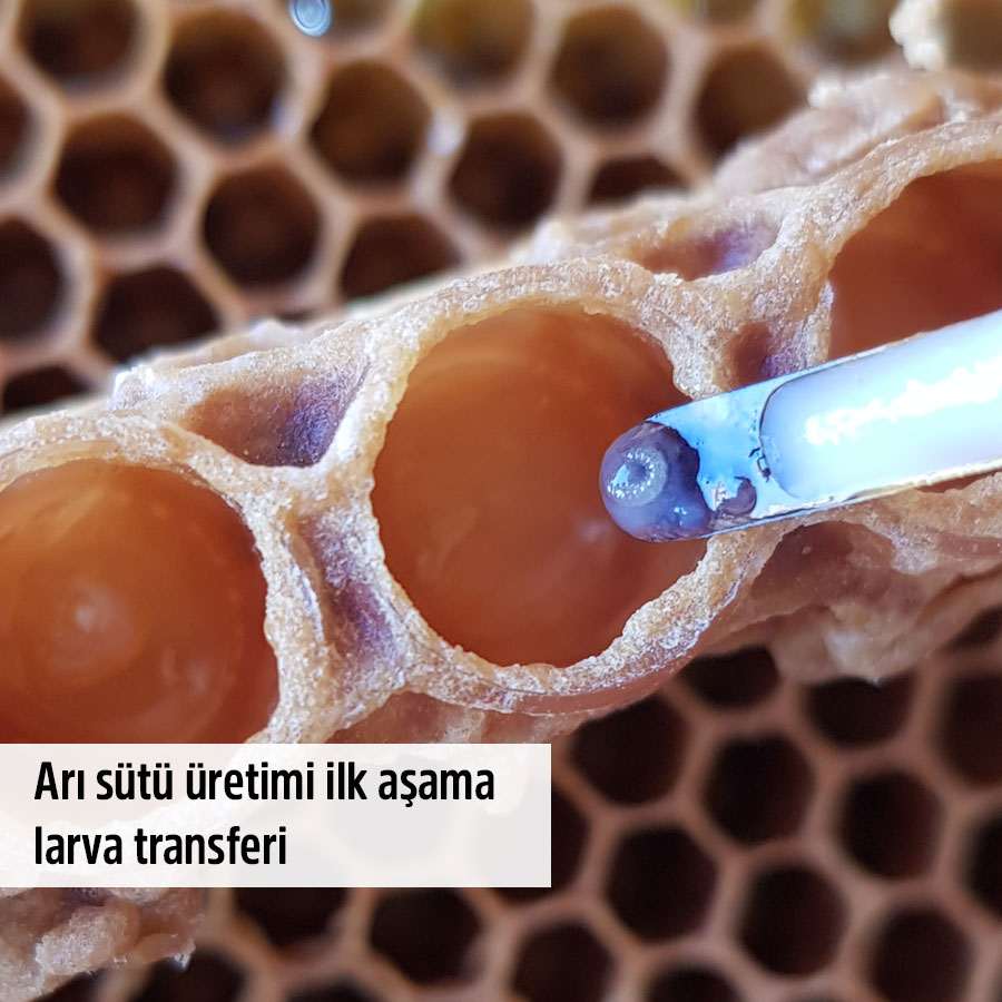 en iyi ari sutu markalari
