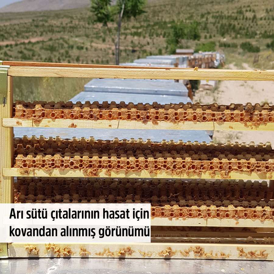 propolis ari sütü polen