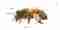 This image for Image Layouts addon
